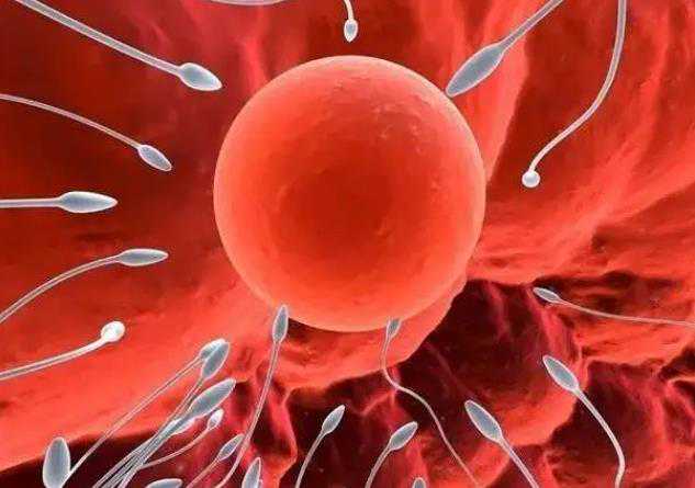 广东卵巢功能衰竭还能做试管吗